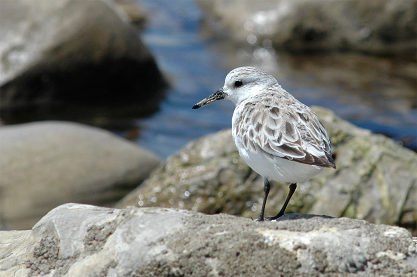 Jespci (Sandpiper)