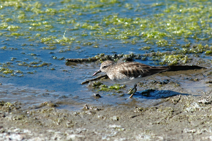 Jespci (Sandpiper)