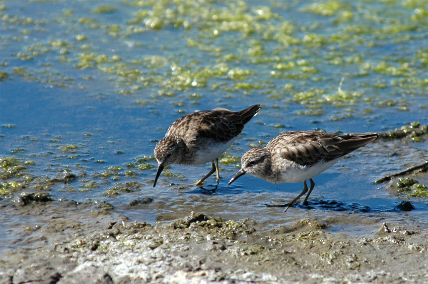 Jespci (Sandpiper)