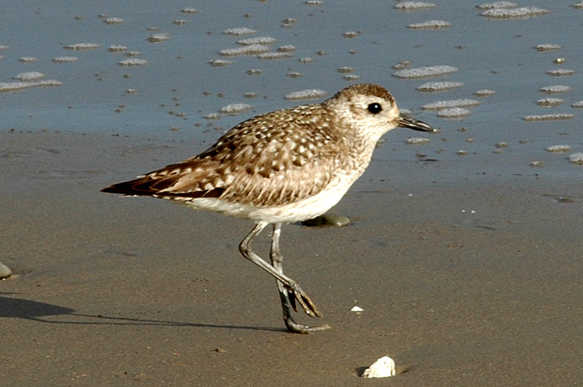 Jespci (Sandpiper)