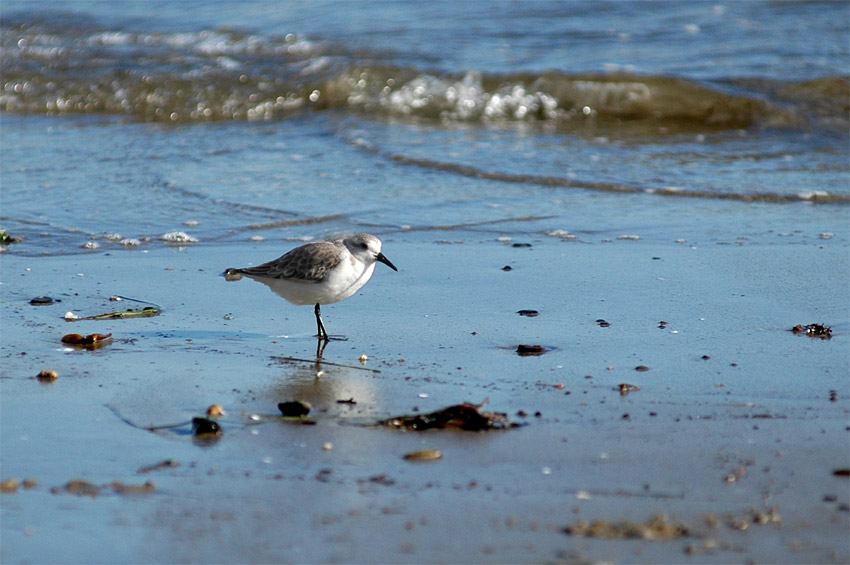 Jespci (Sandpiper)