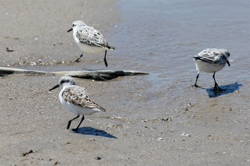 Jespci (Sandpiper)