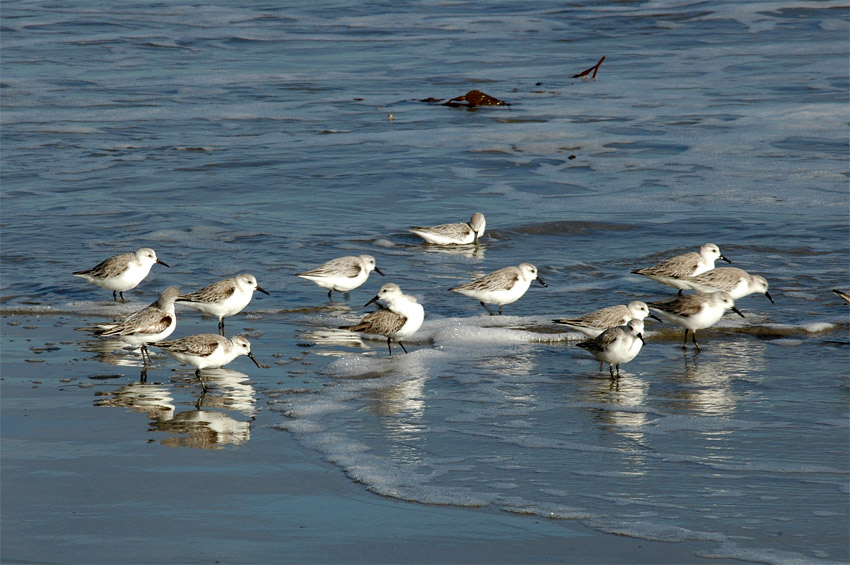 Jespci (Sandpiper)