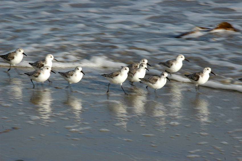 Jespci (Sandpiper)
