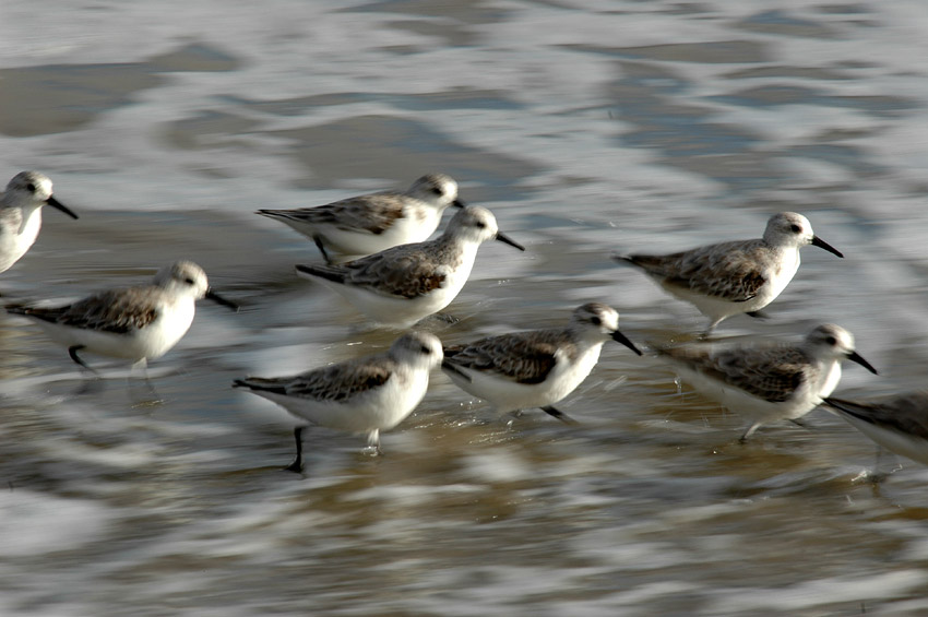 Jespci (Sandpiper)