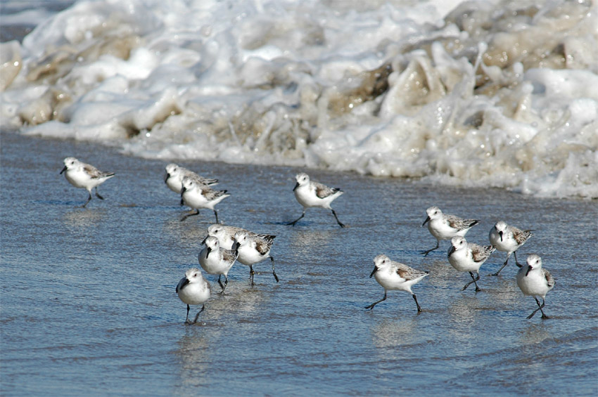 Jespci (Sandpiper)