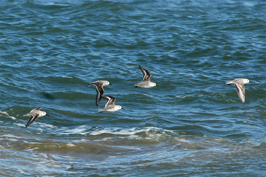 Jespci (Sandpiper)