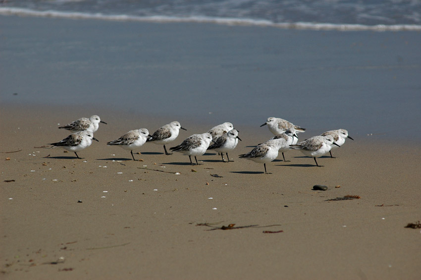 Jespci (Sandpiper)