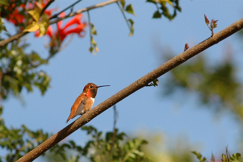 Kolibci (Hummingbird)