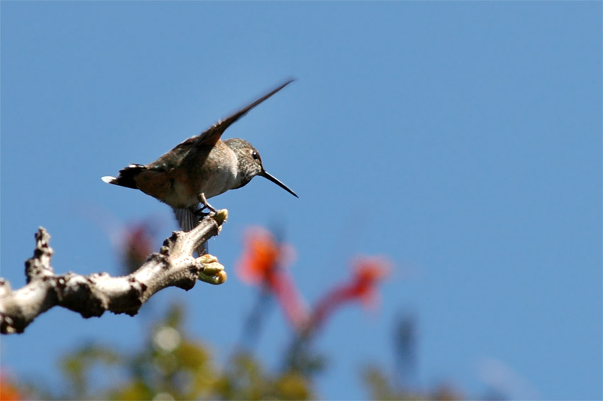 Kolibci (Hummingbird)