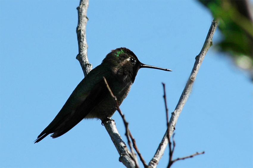 Kolibci (Hummingbird)