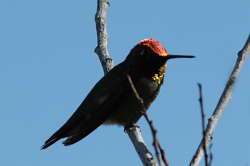 Kolibci (Hummingbird)