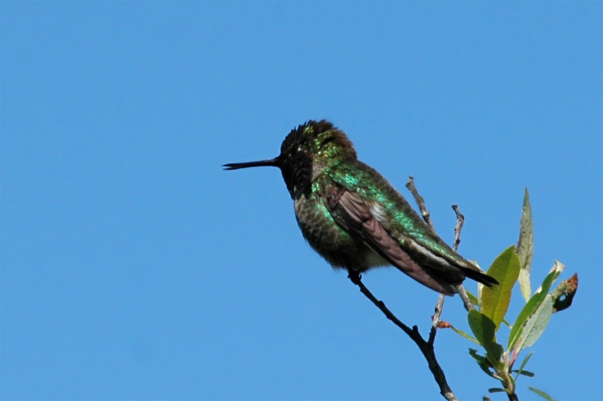 Kolibci (Hummingbird)
