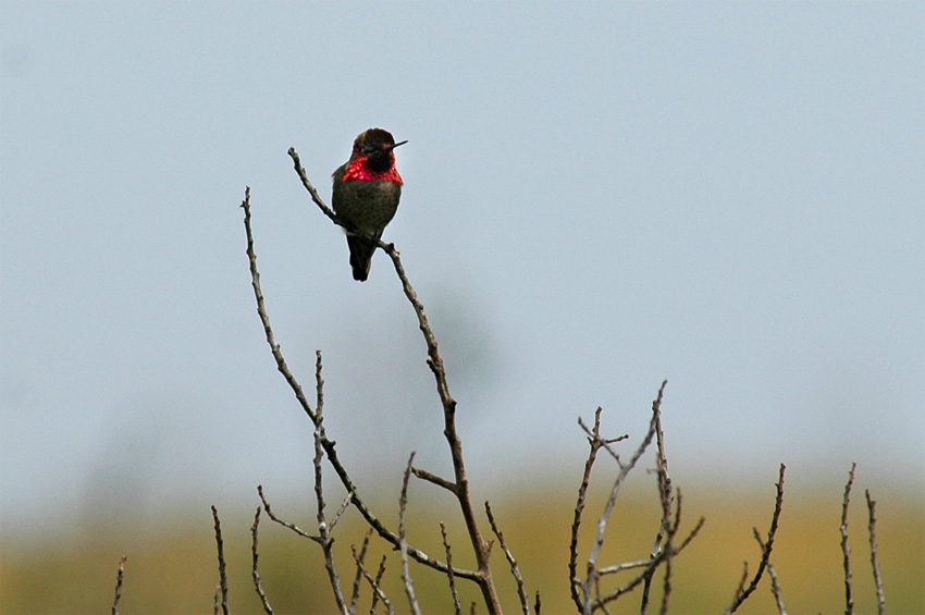 Kolibci (Hummingbird)