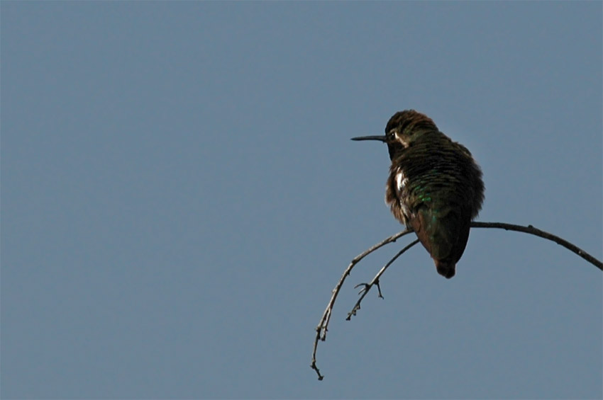 Kolibci (Hummingbird)