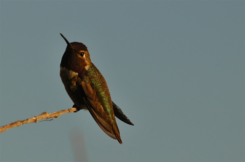 Kolibci (Hummingbird)