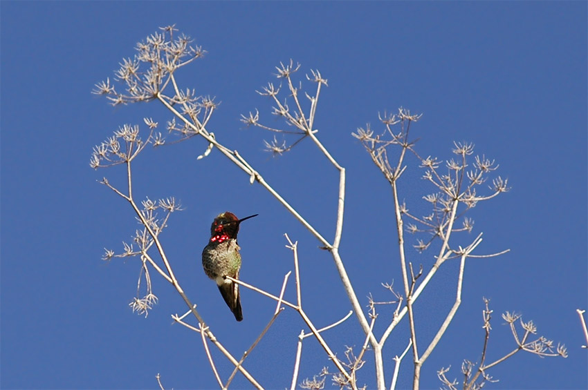 Kolibci (Hummingbird)