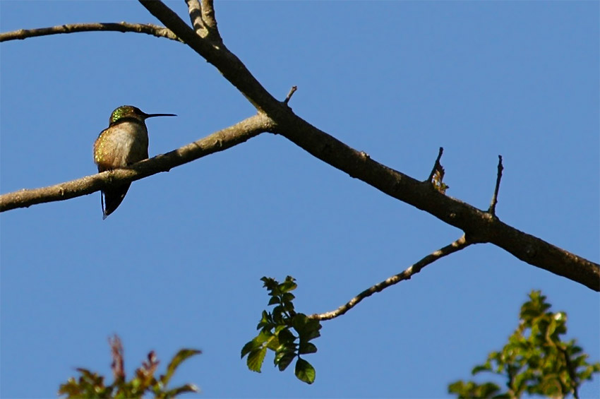 Kolibci (Hummingbird)