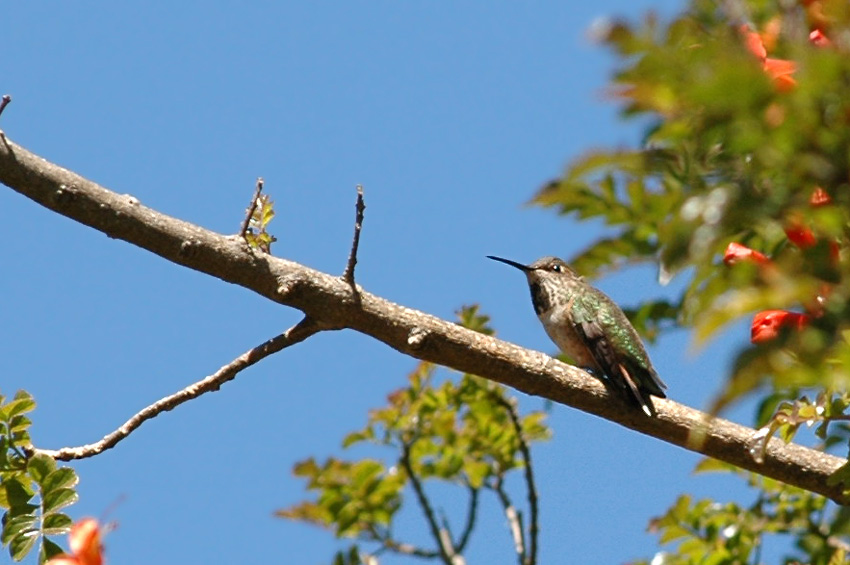 Kolibci (Hummingbird)