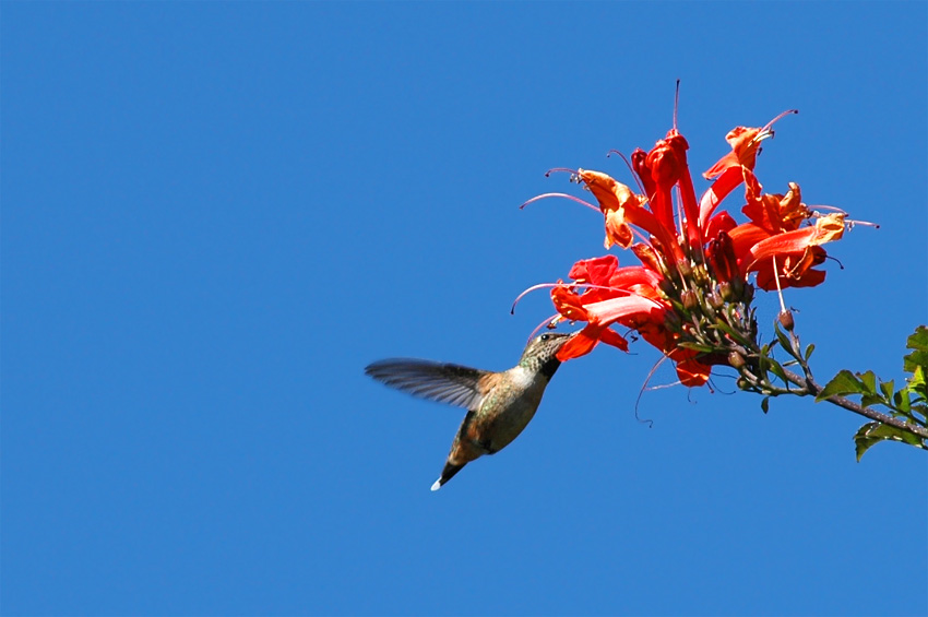 Kolibci (Hummingbird)