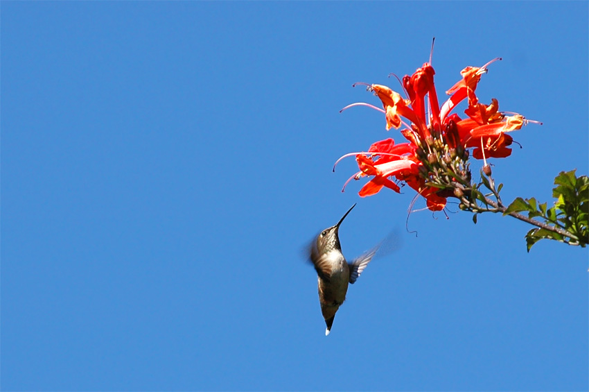 Kolibci (Hummingbird)