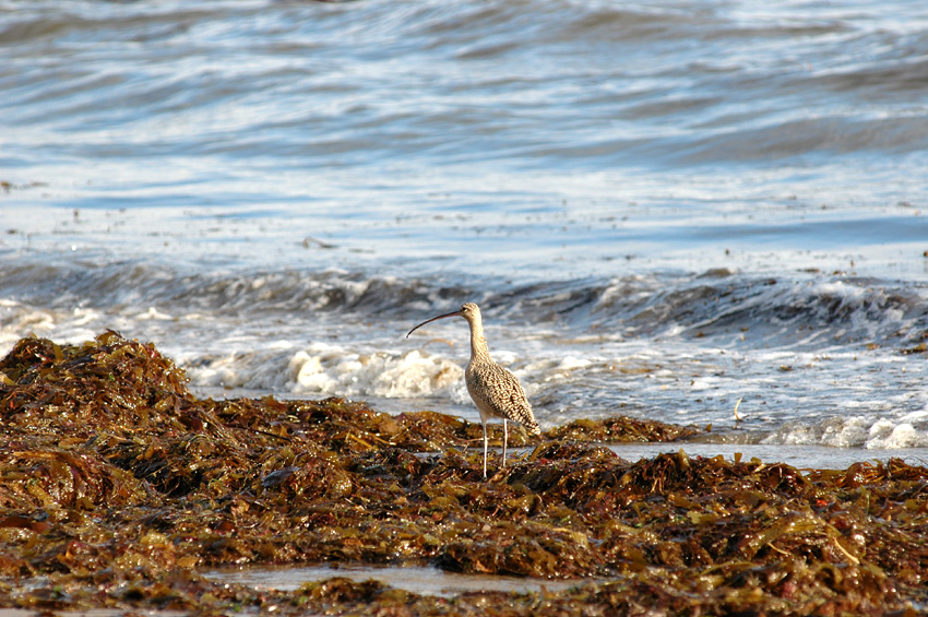 Koliha americk (Long-Billed Curlew)