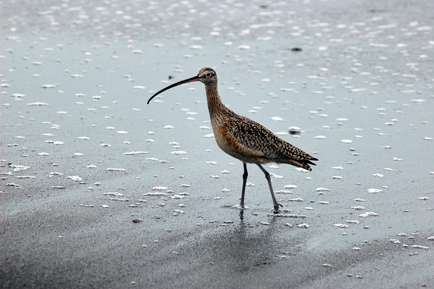 Koliha americk (Long-Billed Curlew)