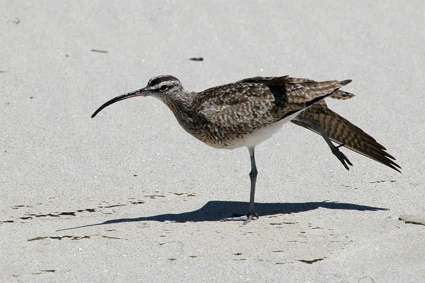 Koliha americk (Long-Billed Curlew)