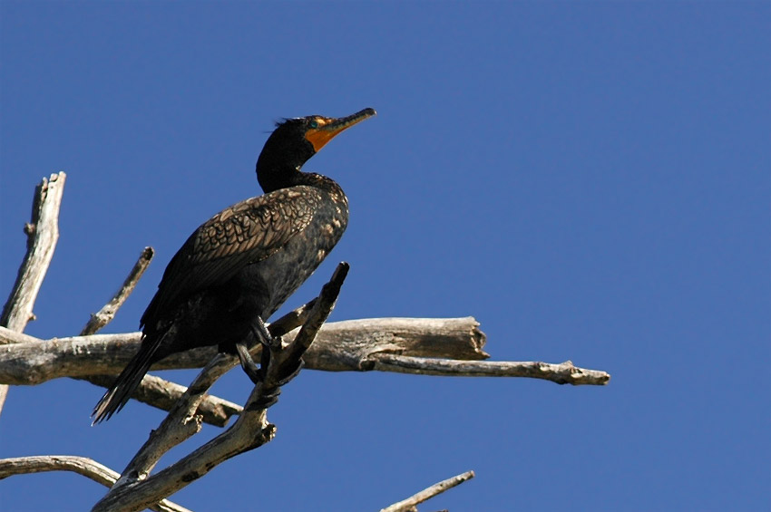 Kormorn uat (Double-crested Cormorant)