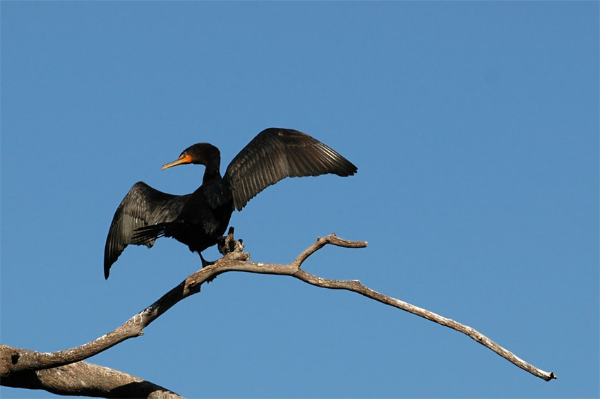 Kormorn uat (Double-crested Cormorant)