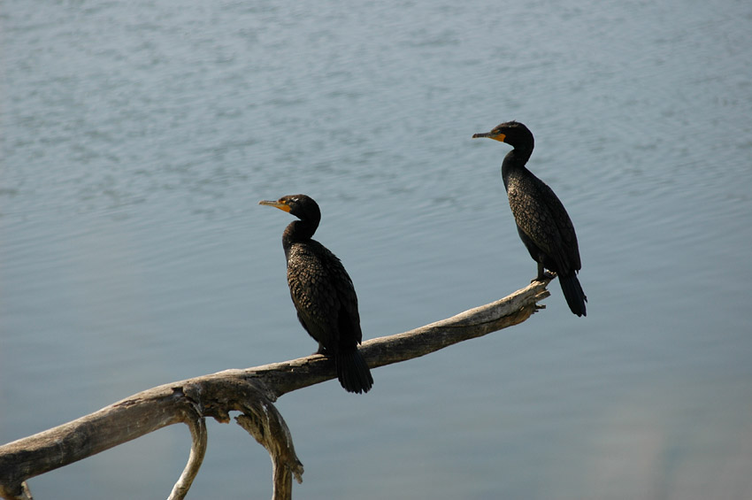 Kormorn uat (Double-crested Cormorant)