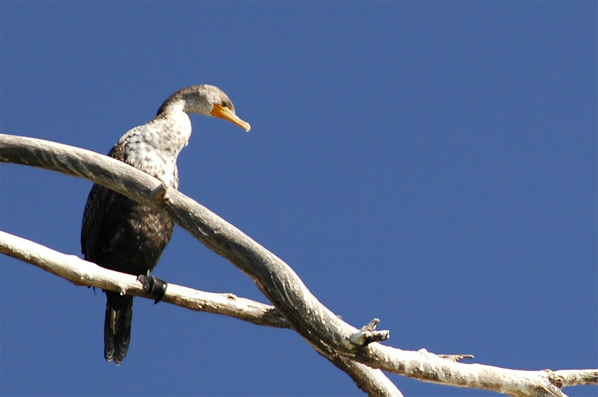 Kormorn uat (Double-crested Cormorant)