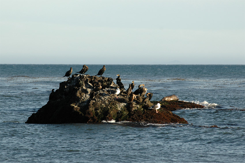 Kormorn uat (Double-crested Cormorant)