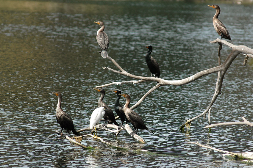 Kormorn uat (Double-crested Cormorant)