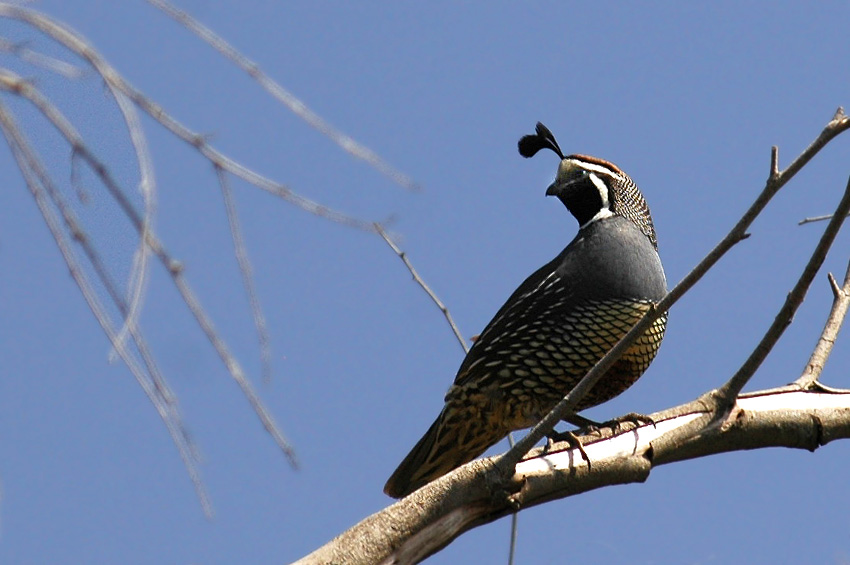 Kepel kalifornsk (California Quail)