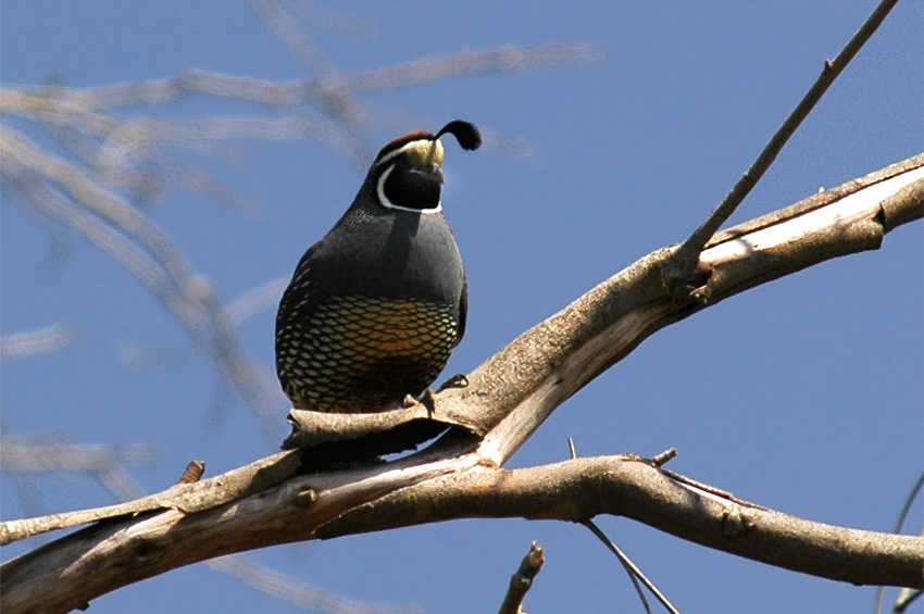 Kepel kalifornsk (California Quail)