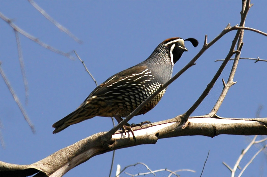 Kepel kalifornsk (California Quail)