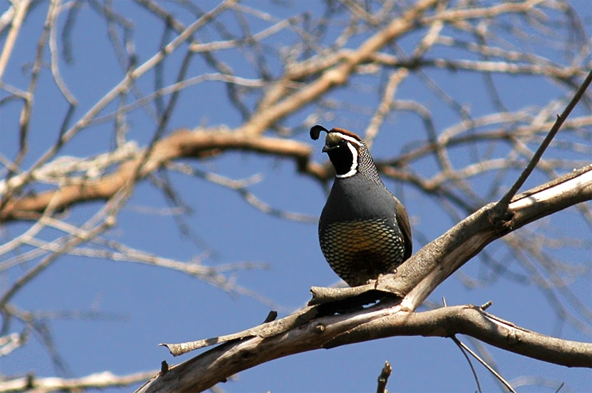 Kepel kalifornsk (California Quail)