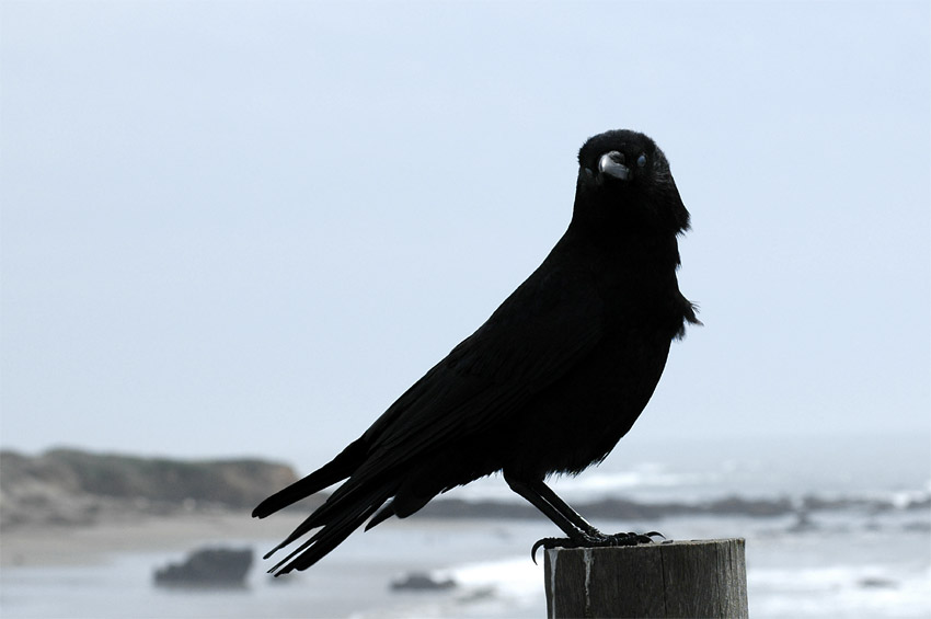 Krkavec velk (Common Raven)