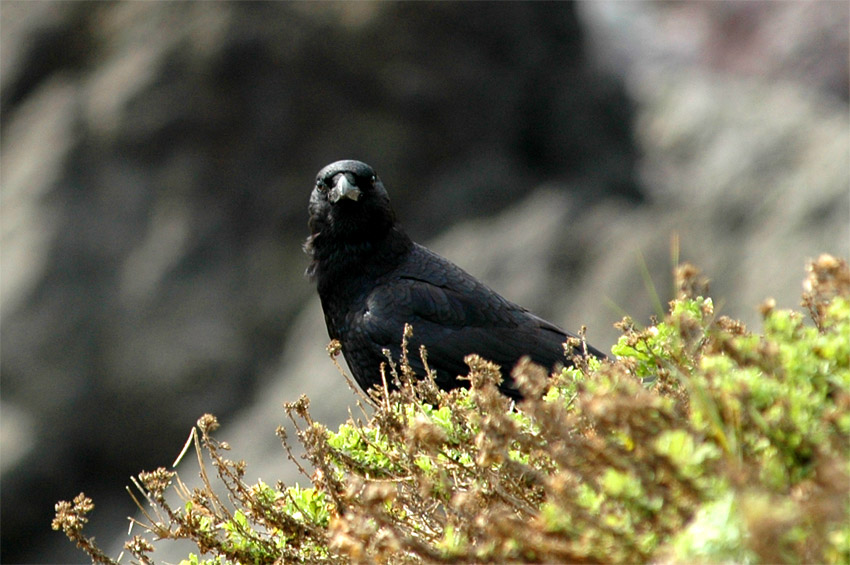 Krkavec velk (Common Raven)