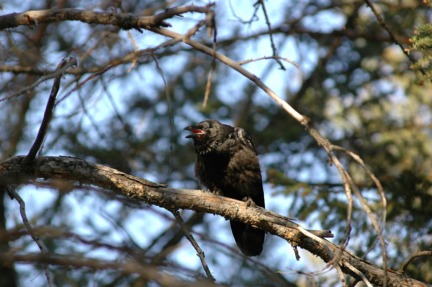 Krkavec velk (Common Raven)