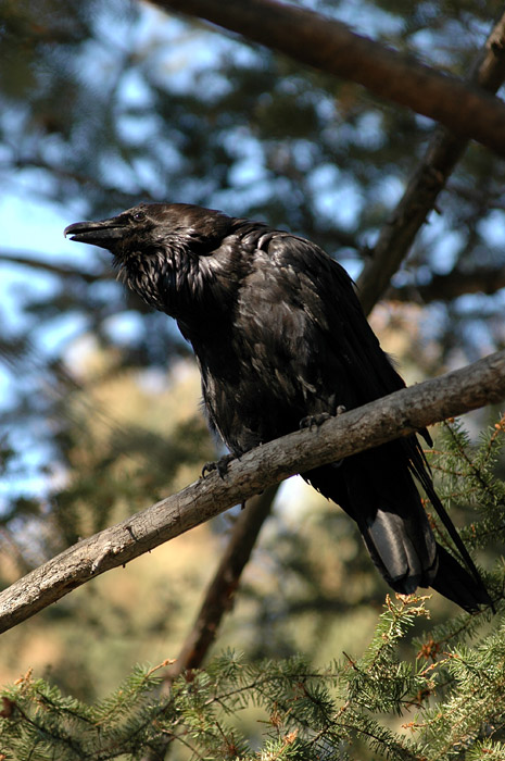Krkavec velk (Common Raven)