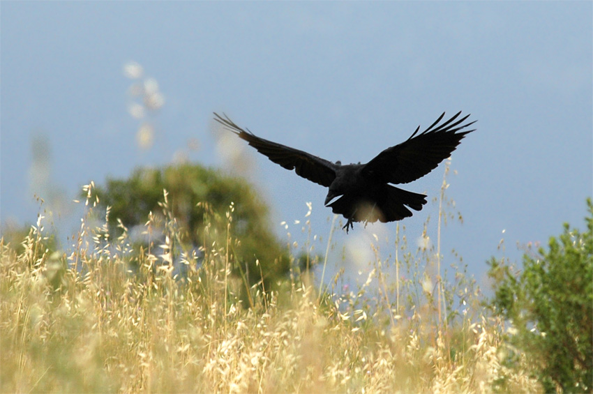 Krkavec velk (Common Raven)