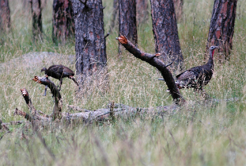 Krocan divok (Wild Turkey)