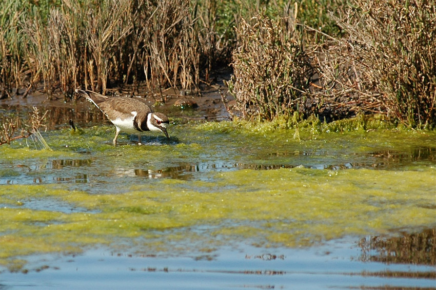 Kulk zrzoocas (Killdeer)