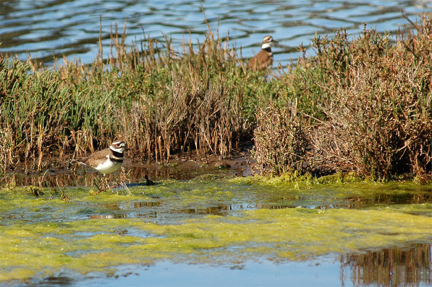 Kulk zrzoocas (Killdeer)