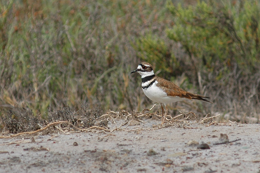 Kulk zrzoocas (Killdeer)