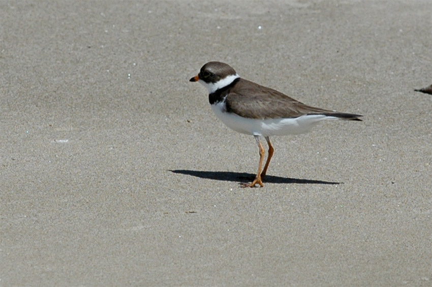 Kulk kanadsk (Semipalmated Plover)