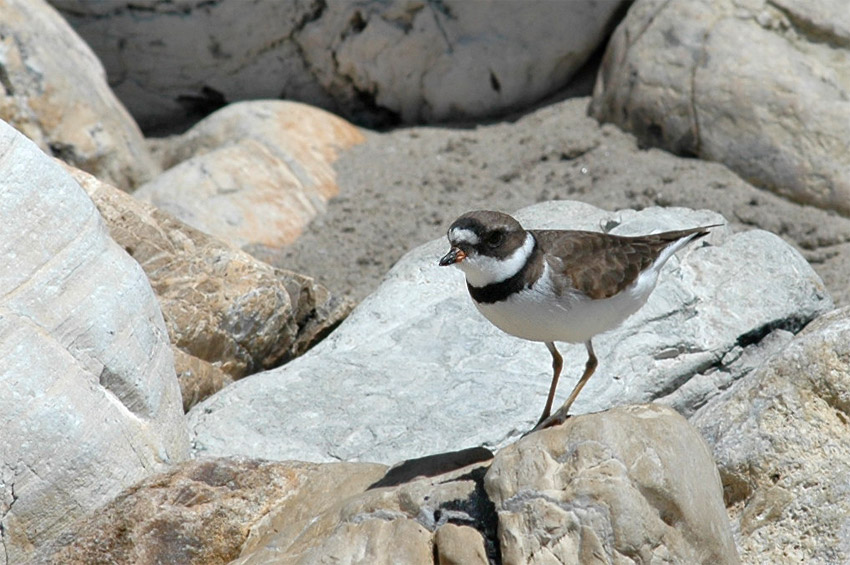 Kulk kanadsk (Semipalmated Plover)