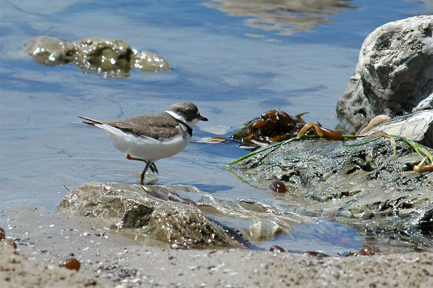 Kulk kanadsk (Semipalmated Plover)